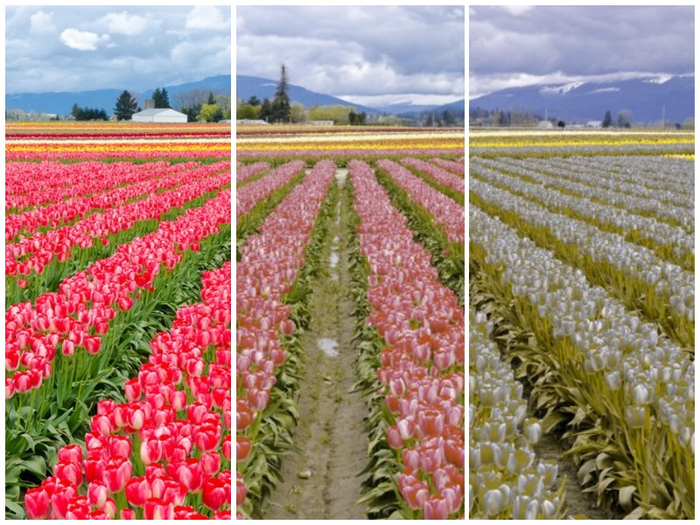 색맹인 사람을 위해 어떻게 디자인해야할까?